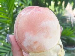 -老袁家蜜桃农场·阳山水蜜桃