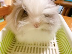 -藦茜花园宠物主题亲子互动体验馆(国顺东路店)