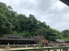 -野象谷景区