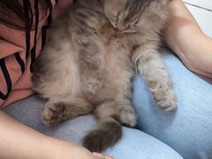 -我爱猫咪·猫咖·狗咖·安哥拉兔·羊驼咖(小寨华旗店)