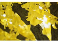 -三里屯东五街银杏大道