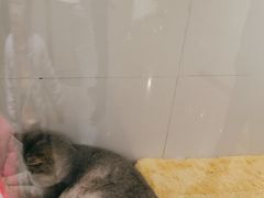 -1013 PET SHOP精品宠物商店(丁香店)