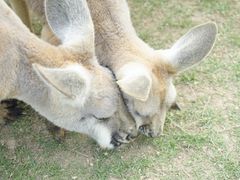 -泉州海丝野生动物世界