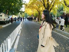 -三里屯东五街银杏大道