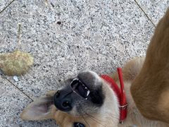 -北京恒爱动物医院(清景园分院)