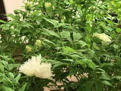 -洛阳市隋唐城遗址植物园