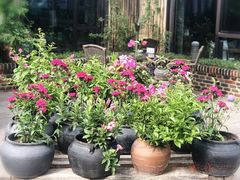门外的花-瓦库茶馆17号(海汇港店)