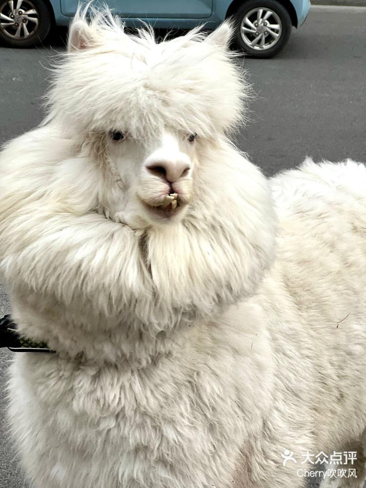 城市动物居民图鉴请看这只憨憨的羊驼