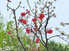 -洨河生态公园