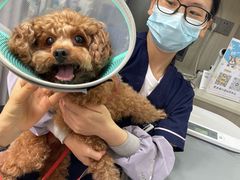 -宠物星动物医院·眼科·异宠·猫专科中心(江南大道总院)