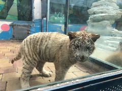 -大连森林动物园