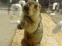 -怪兽屋·羊驼·猫咖·狗咖(俊华广场店)