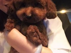 -瑞派福兴宠物医院犬猫全科·骨科·中西医结合(河东店)