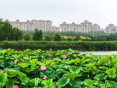 -马家湾湿地公园
