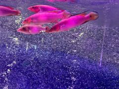 -苏州海洋馆