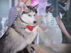 -Husky Go! 哈士奇体验馆·宠物咖啡厅狗咖