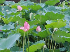 -荔湾湖公园