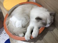 -Umiao与猫咖啡 猫咖