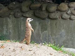 -上海野生动物园