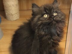 -袖虎宠物·金渐层缅因猫舍(灵芝店)