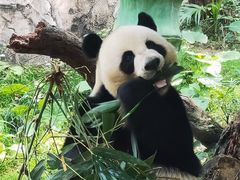 -广州长隆野生动物世界