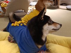 -逗柴咖啡屋·狗咖猫咖宠物桌游