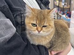 -安安宠医宠物医院·异宠·犬猫内科(岳阳分院)