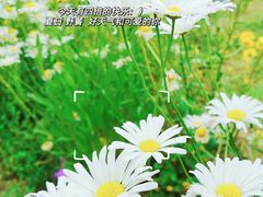 -贡湖湾湿地公园
