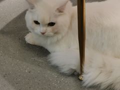 -飞行喵MR PILOT|猫舍·猫咖(静安大融城店)