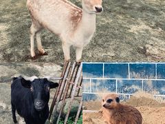 -贵州森林野生动物园