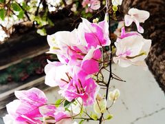 -深圳国际园林花卉博览园