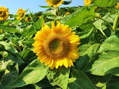 -艾溪湖湿地公园