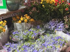 -朝来春花卉市场
