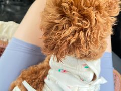 -美联众合动物医院·24h京西诊疗中心