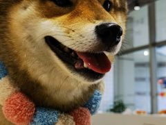 -柴务处·柴犬主题狗咖