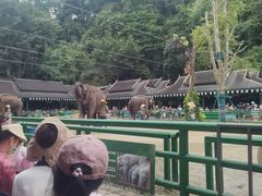 -野象谷景区