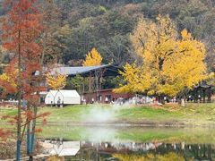 -千年银杏谷文化旅游区