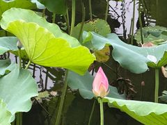 -荔湾湖公园