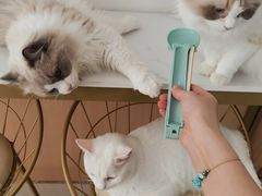 -鼓捣猫呢主题猫咖店