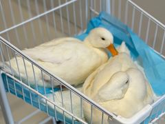 -怪兽屋·羊驼·猫咖·狗咖(俊华广场店)