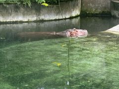 -成都动物园