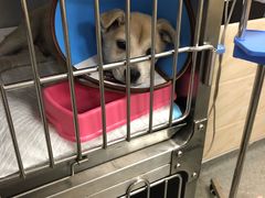 -安安宠医·安宠宠物医院