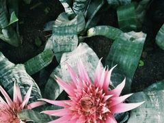 -南山植物园