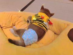 -逗柴咖啡屋·狗咖猫咖宠物桌游