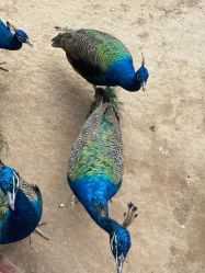 -萌宠亲子动物乐园(槐房万达店)