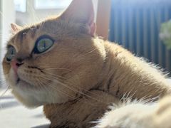 -猫大福·Fortune Cat猫舍(百子湾店)