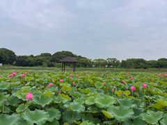 -嘉北郊野公园