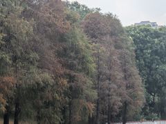 -东莞植物园
