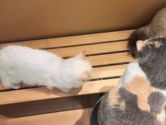 -爪爪喵星球·猫舍(卓悦中心店)