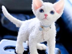 -momokira米努特·德文卷毛猫·棉花面纱犬